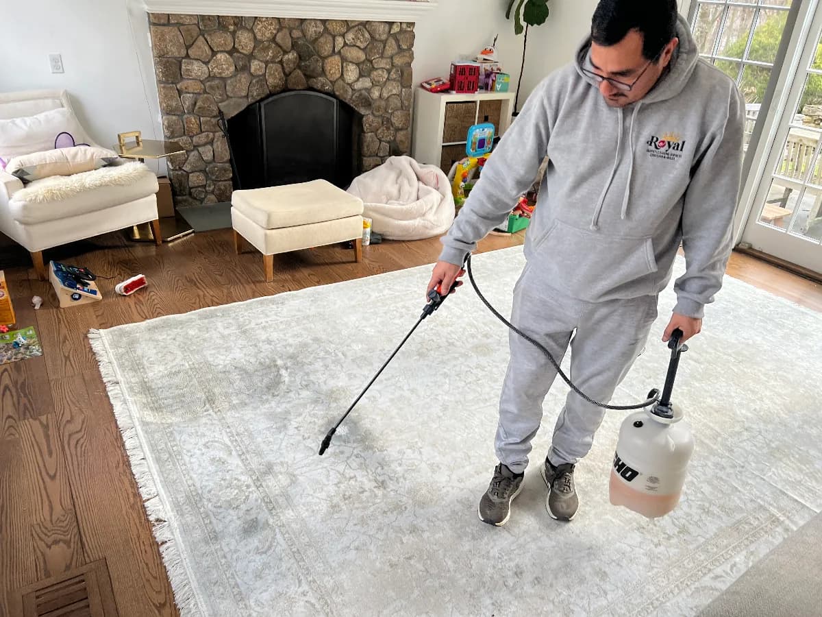 Professional cleaner from Royal Carpet Cleaning Services applying pre-treatment spray to a large area rug in a living room.